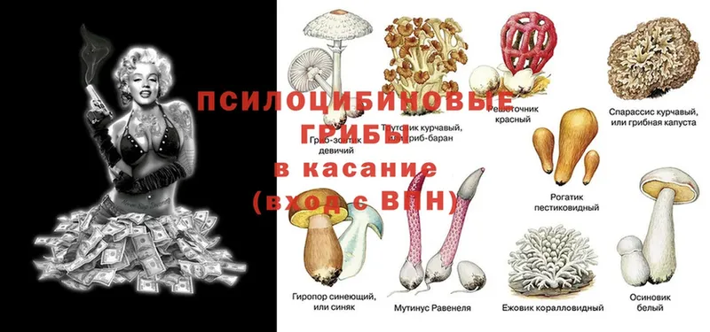 MEGA ССЫЛКА  купить   Тобольск  Псилоцибиновые грибы Magic Shrooms 